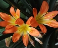 dscf2564